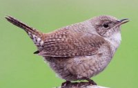House Wren